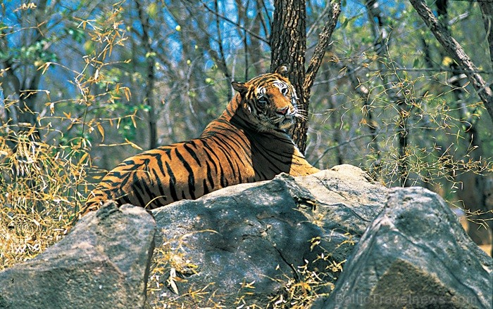 Kerala ir viens no Indijas štatiem, kas atrodas Indostānas pussalas dienvidos un Keralu sauc par Dievu, maģijas un garšvielu zemi. Foto:www.keralatour Kerala ir viens no Indijas štatiem, kas atrodas Indostānas pussalas dienvidos un Keralu sauc par Dievu, maģijas un garšvielu zemi. Foto:www.keralatour 84723
