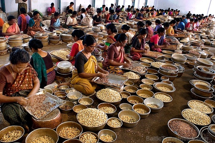 Kerala ir viens no Indijas štatiem, kas atrodas Indostānas pussalas dienvidos un Keralu sauc par Dievu, maģijas un garšvielu zemi. Foto:www.keralatour Kerala ir viens no Indijas štatiem, kas atrodas Indostānas pussalas dienvidos un Keralu sauc par Dievu, maģijas un garšvielu zemi. Foto:www.keralatour 84727