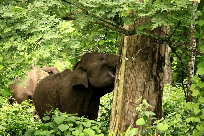 Kerala ir viens no Indijas štatiem, kas atrodas Indostānas pussalas dienvidos un Keralu sauc par Dievu, maģijas un garšvielu zemi. Foto:www.keralatour Kerala ir viens no Indijas štatiem, kas atrodas Indostānas pussalas dienvidos un Keralu sauc par Dievu, maģijas un garšvielu zemi. Foto:www.keralatour 84739