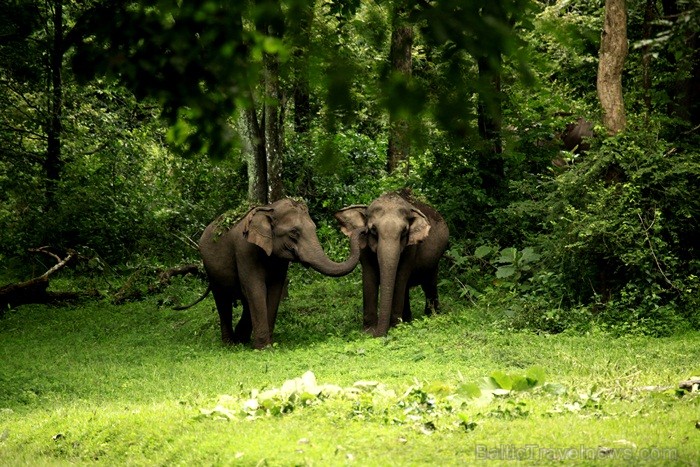 Kerala ir viens no Indijas štatiem, kas atrodas Indostānas pussalas dienvidos un Keralu sauc par Dievu, maģijas un garšvielu zemi. Foto:www.keralatour Kerala ir viens no Indijas štatiem, kas atrodas Indostānas pussalas dienvidos un Keralu sauc par Dievu, maģijas un garšvielu zemi. Foto:www.keralatour 84746