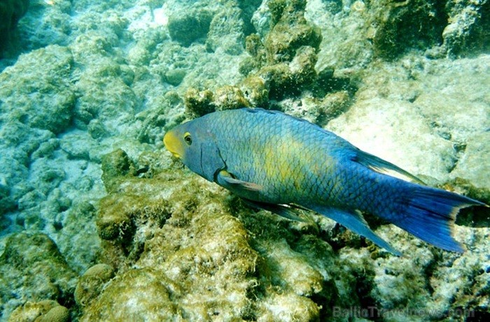 Aruba ir 33km gara sala Mazo Antiļu salu grupā, kas kopā ar Nīderlandi, Sintmārtenu un Kirasao veido Nīderlandes karalisti. Foto: www.aruba.com Aruba ir 33km gara sala Mazo Antiļu salu grupā, kas kopā ar Nīderlandi, Sintmārtenu un Kirasao veido Nīderlandes karalisti. Foto: www.aruba.com 85375