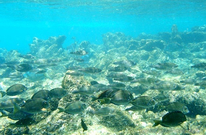 Aruba ir 33km gara sala Mazo Antiļu salu grupā, kas kopā ar Nīderlandi, Sintmārtenu un Kirasao veido Nīderlandes karalisti. Foto: www.aruba.com Aruba ir 33km gara sala Mazo Antiļu salu grupā, kas kopā ar Nīderlandi, Sintmārtenu un Kirasao veido Nīderlandes karalisti. Foto: www.aruba.com 85385