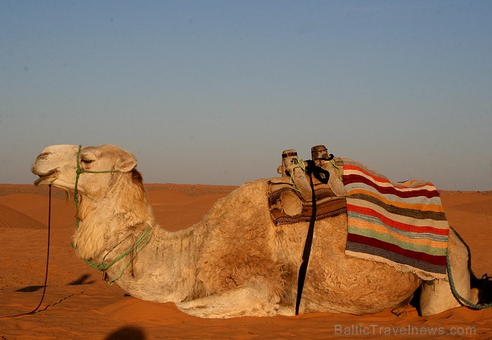 Dodies ar kamieli iepazīt Sahāras saullēktu Tunisijā. Vairāk informācijas par Tunisiju kā tūrisma galamērķi www.tourisme.gov.tn Dodies ar kamieli iepazīt Sahāras saullēktu Tunisijā. Vairāk informācijas par Tunisiju kā tūrisma galamērķi www.tourisme.gov.tn 90042