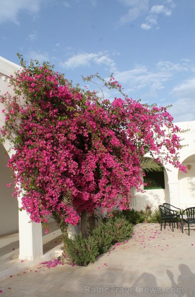 Guellala ciematā (Džerba, Tunisija) atrodas etnogrāfijas muzejs. Te var iepazīt Tunisijas tautas vēsturi: tradīcijas, paražas, kāzu rituālus, bērna pi Guellala ciematā (Džerba, Tunisija) atrodas etnogrāfijas muzejs. Te var iepazīt Tunisijas tautas vēsturi: tradīcijas, paražas, kāzu rituālus, bērna pi 90454
