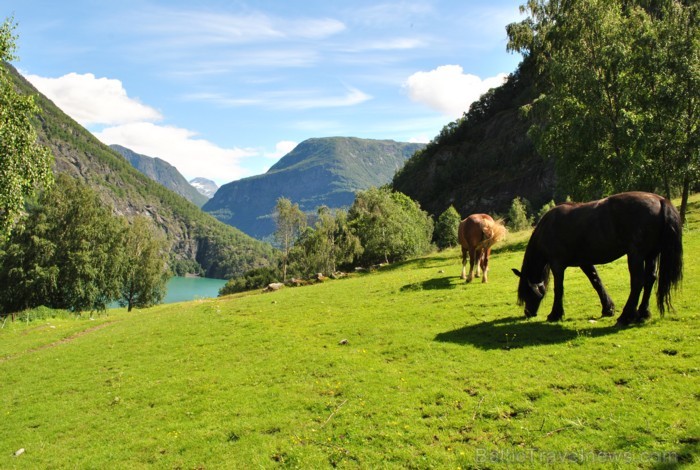 Sognefjords ir pats garākais fjords pasaulē un tiek saukts par fjordu karali. Tas ir 219 kilometru garš, sešus kilometrus plats un līdz pat 1308 metru Sognefjords ir pats garākais fjords pasaulē un tiek saukts par fjordu karali. Tas ir 219 kilometru garš, sešus kilometrus plats un līdz pat 1308 metru 90856