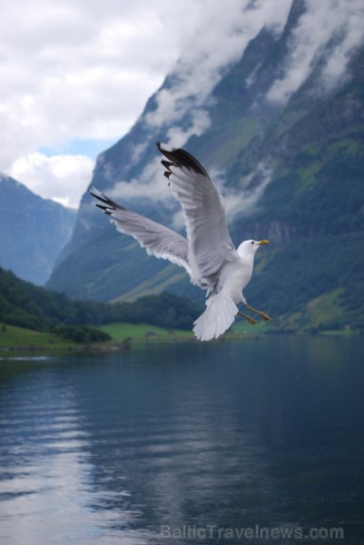 Sognefjords ir pats garākais fjords pasaulē un tiek saukts par fjordu karali. Tas ir 219 kilometru garš, sešus kilometrus plats un līdz pat 1308 metru Sognefjords ir pats garākais fjords pasaulē un tiek saukts par fjordu karali. Tas ir 219 kilometru garš, sešus kilometrus plats un līdz pat 1308 metru 90868