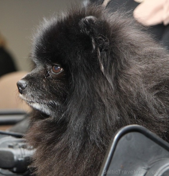 Tuvojas starptautiskajā mājdzīvnieku un zooindustrijas izstādē «Pet Ekspo» 30.03.-31.03.2013 - www.bt1.lv Tuvojas starptautiskajā mājdzīvnieku un zooindustrijas izstādē «Pet Ekspo» 30.03.-31.03.2013 - www.bt1.lv 90883