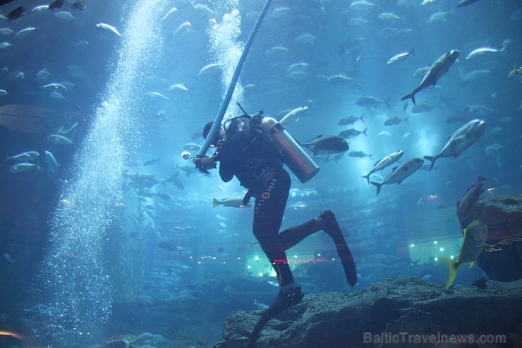 Travelnews.lv redakcija apmeklē pasaules lielāko iepirkšanās centru Dubai Mall, kur izvietojies milzīgs akvārijs. Foto sponsors: www.goadventure.lv Travelnews.lv redakcija apmeklē pasaules lielāko iepirkšanās centru Dubai Mall, kur izvietojies milzīgs akvārijs. Foto sponsors: www.goadventure.lv 95420