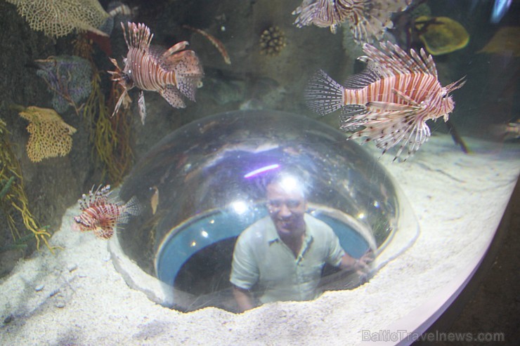 Travelnews.lv redakcija apmeklē pasaules lielāko iepirkšanās centru Dubai Mall, kur izvietojies milzīgs akvārijs. Foto sponsors: www.goadventure.lv Travelnews.lv redakcija apmeklē pasaules lielāko iepirkšanās centru Dubai Mall, kur izvietojies milzīgs akvārijs. Foto sponsors: www.goadventure.lv 95428