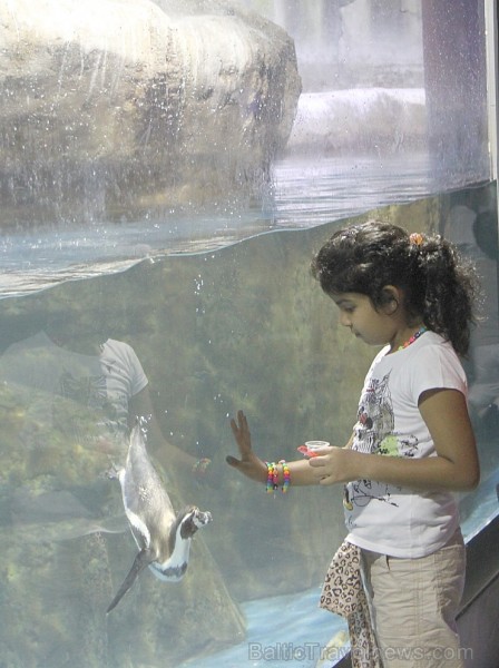 Travelnews.lv redakcija apmeklē pasaules lielāko iepirkšanās centru Dubai Mall, kur izvietojies milzīgs akvārijs. Foto sponsors: www.goadventure.lv Travelnews.lv redakcija apmeklē pasaules lielāko iepirkšanās centru Dubai Mall, kur izvietojies milzīgs akvārijs. Foto sponsors: www.goadventure.lv 95435