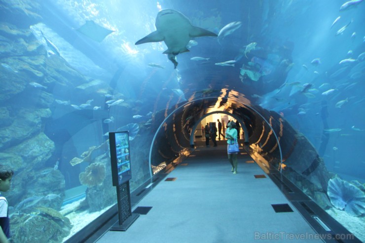 Travelnews.lv redakcija apmeklē pasaules lielāko iepirkšanās centru Dubai Mall, kur izvietojies milzīgs akvārijs. Foto sponsors: www.goadventure.lv Travelnews.lv redakcija apmeklē pasaules lielāko iepirkšanās centru Dubai Mall, kur izvietojies milzīgs akvārijs. Foto sponsors: www.goadventure.lv 95437