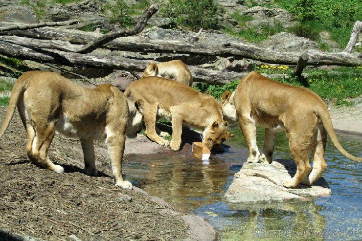 Kristiansannas Zooloģiskais dārzs un Atrakciju parks ir viena no populārākajām tūristu piesaistēm Norvēģijā, uzņemot vairāk nekā 700 000 apmeklētāju g Kristiansannas Zooloģiskais dārzs un Atrakciju parks ir viena no populārākajām tūristu piesaistēm Norvēģijā, uzņemot vairāk nekā 700 000 apmeklētāju g 95806