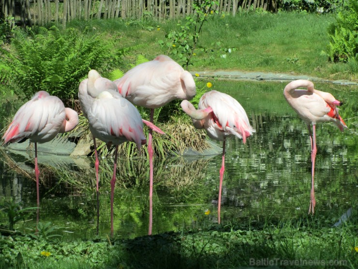 Kristiansannas Zooloģiskais dārzs un Atrakciju parks ir viena no populārākajām tūristu piesaistēm Norvēģijā, uzņemot vairāk nekā 700 000 apmeklētāju g Kristiansannas Zooloģiskais dārzs un Atrakciju parks ir viena no populārākajām tūristu piesaistēm Norvēģijā, uzņemot vairāk nekā 700 000 apmeklētāju g 95807