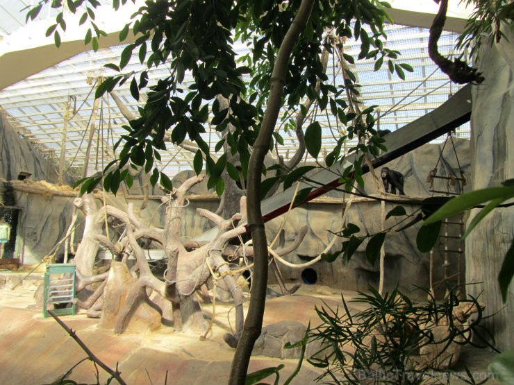 Zoodārza Džungļu daļā. 95825