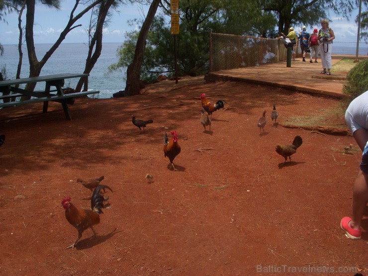 Kauai salas piekraste - Havaju salas. 2013. gada pavasarī Travel Time devās grupu braucienā uz ASV Rietumu krastu un Havaju salām. Foto: www.traveltim Kauai salas piekraste - Havaju salas. 2013. gada pavasarī Travel Time devās grupu braucienā uz ASV Rietumu krastu un Havaju salām. Foto: www.traveltim 97151