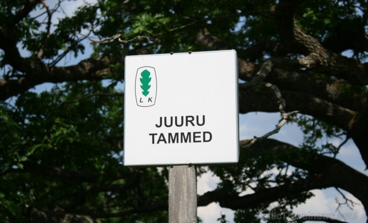 Juuru dižozoli - svētie koki. Pirmā ozola apkārtmērs 3,75 metri, otrā - 4,20 metri. Runā, ka starp diviem ozoliem bijusi baznīca, kas diemžēl nogrimus Juuru dižozoli - svētie koki. Pirmā ozola apkārtmērs 3,75 metri, otrā - 4,20 metri. Runā, ka starp diviem ozoliem bijusi baznīca, kas diemžēl nogrimus 97222