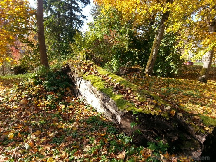 Ventspils TIC iesaka doties Zelta rudens ekskursijā par Ventspils novadu. Maršruts: Ventspils- Vārve- Zūras- Vendzavas- Zlēkas- Piltene- Landze- Vents 107588