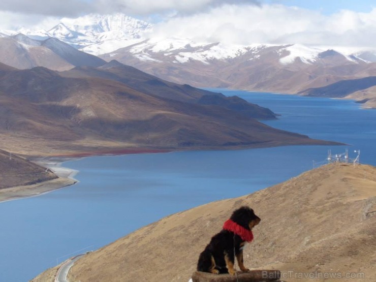Pie Yamdrok Tso ezera par divām juaņām pozē ne tikai tibetieši un ceļotāji, bet arī īstens Tibetas kalnu suns - www.impro.lv Pie Yamdrok Tso ezera par divām juaņām pozē ne tikai tibetieši un ceļotāji, bet arī īstens Tibetas kalnu suns - www.impro.lv 108379