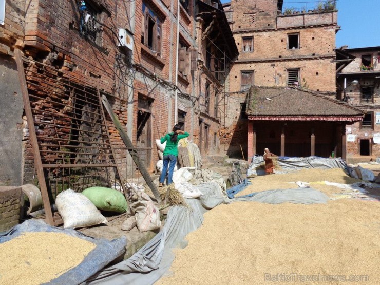 Katmandu ielejā zemnieki steidz novākt rīsus, kurus vēlāk saimnieces kaltē saulē, izmantojot ikvienu Bahtapuras senpilsētas pagalmu - www.impro.lv Katmandu ielejā zemnieki steidz novākt rīsus, kurus vēlāk saimnieces kaltē saulē, izmantojot ikvienu Bahtapuras senpilsētas pagalmu - www.impro.lv 108408