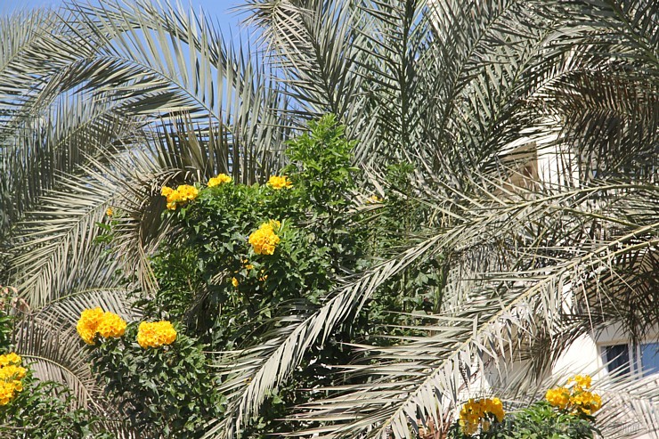 Travelnews.lv iepazīst Hurgadas viesnīcu «Festival Le Jardin Resort», ko piedāvā starptautiskais tūroperators GoAdventure Travelnews.lv iepazīst Hurgadas viesnīcu «Festival Le Jardin Resort», ko piedāvā starptautiskais tūroperators GoAdventure 108639