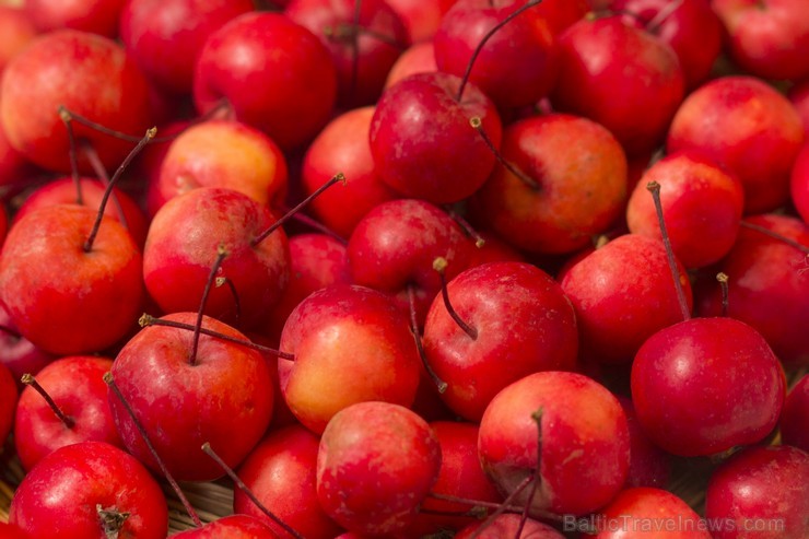 Latvijas Dabas muzejā apskatāma ābolu izstāde 110570