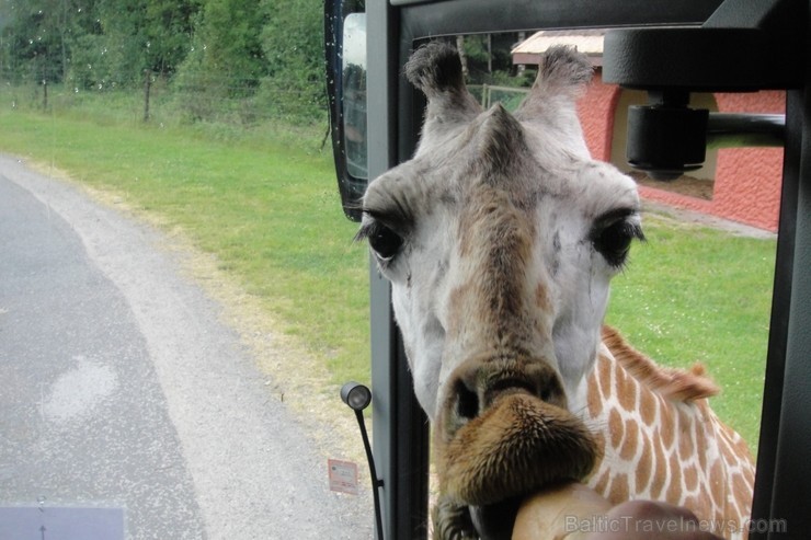 Serengenti Safari parks atrodas Vācijā. Caur parku braucam savā autobusā - tā varam pārvietoties lēnāk un redzēt vairāk nekā ar žiglajiem safari busi Serengenti Safari parks atrodas Vācijā. Caur parku braucam savā autobusā - tā varam pārvietoties lēnāk un redzēt vairāk nekā ar žiglajiem safari busi 115848