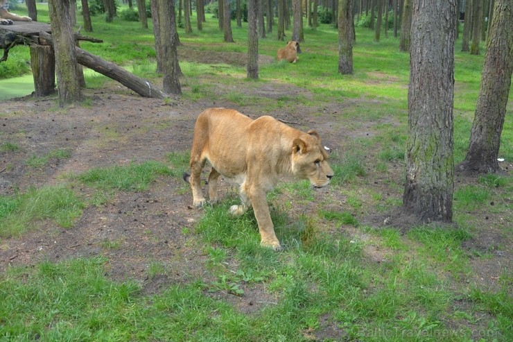 Safari parks sadalīts zonās - Eiropa, Āfrika, Āzija, Amerika, Austrālija. Vairāk informācijas par izklaides parkiem Vācijā skatīt šeit 115851
