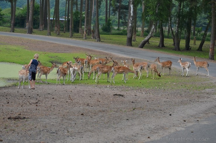 Safari parks. Vairāk informācijas par izklaides parkiem Vācijā skatīt šeit 115855