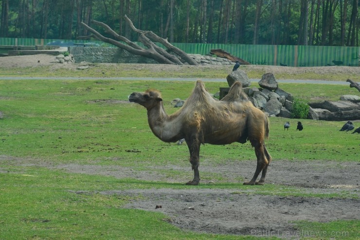 Safari parks sadalīts zonās - Eiropa, Āfrika, Āzija, Amerika, Austrālija 115860