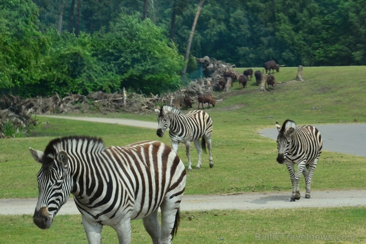 Safari parks. Vairāk informācijas par izklaides parkiem Vācijā skatīt šeit 115862