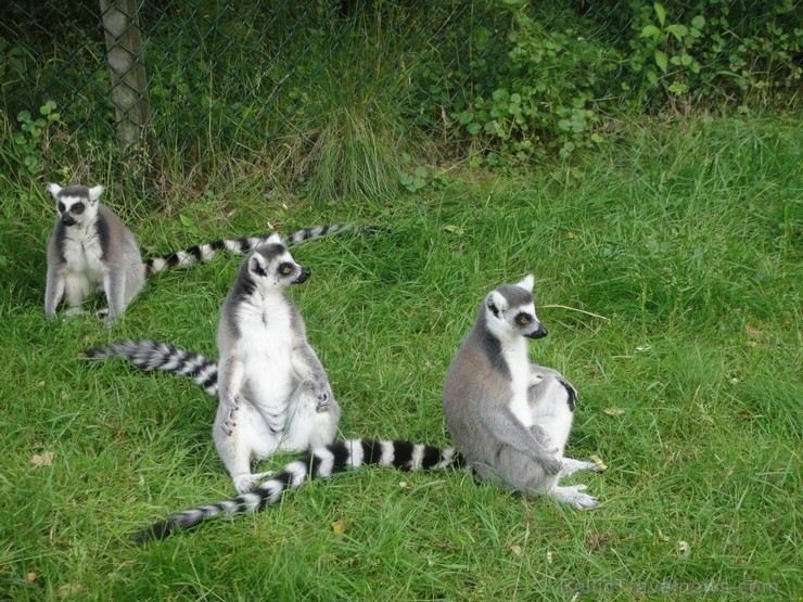 Safari parks. Vairāk informācijas par izklaides parkiem Vācijā skatīt šeit 115867