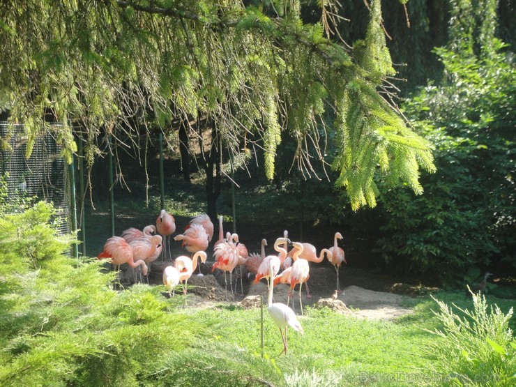 Bojnices ZOO, dinozauru zeme vai termālie baseini. Pilsētiņa Nitras upes krastā saista tūristus arī ar vecāko Slovākijas zoodārzu. Zoodārzs dibināts 1 Bojnices ZOO, dinozauru zeme vai termālie baseini. Pilsētiņa Nitras upes krastā saista tūristus arī ar vecāko Slovākijas zoodārzu. Zoodārzs dibināts 1 117739