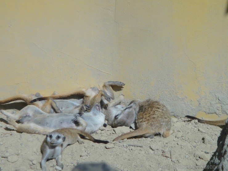 Bojnices ZOO.  Ceļojuma programmu var aplūkot šeit 117740