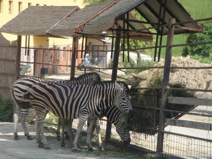 Bojnices ZOO.  Ceļojuma programmu var aplūkot šeit 117743