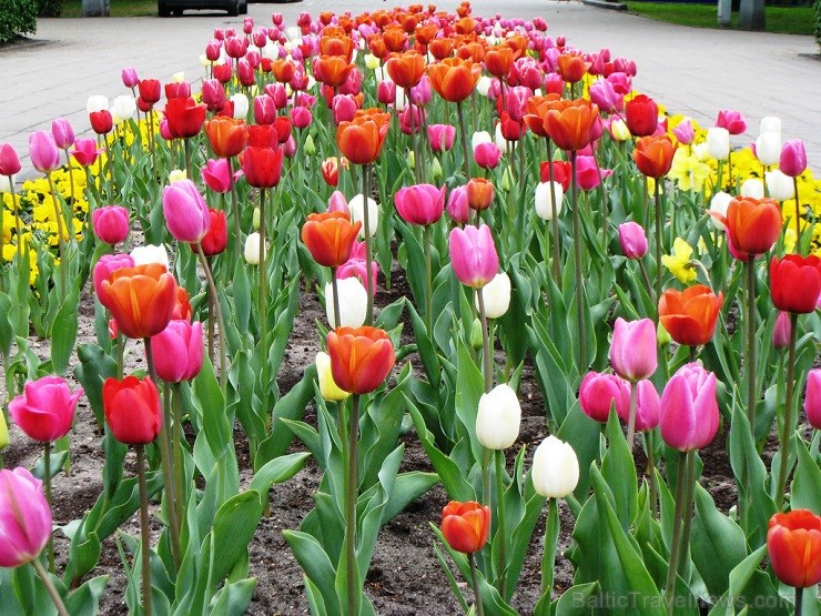 Kopējais 2013.gada rudenī Rīgas dārzos un parkos iestādīto puķu sīpolu - tulpju, krokusu, muskaru, fritilāriju un narcišu - skaits ir 33140 sīpolu. Tu Kopējais 2013.gada rudenī Rīgas dārzos un parkos iestādīto puķu sīpolu - tulpju, krokusu, muskaru, fritilāriju un narcišu - skaits ir 33140 sīpolu. Tu 121605