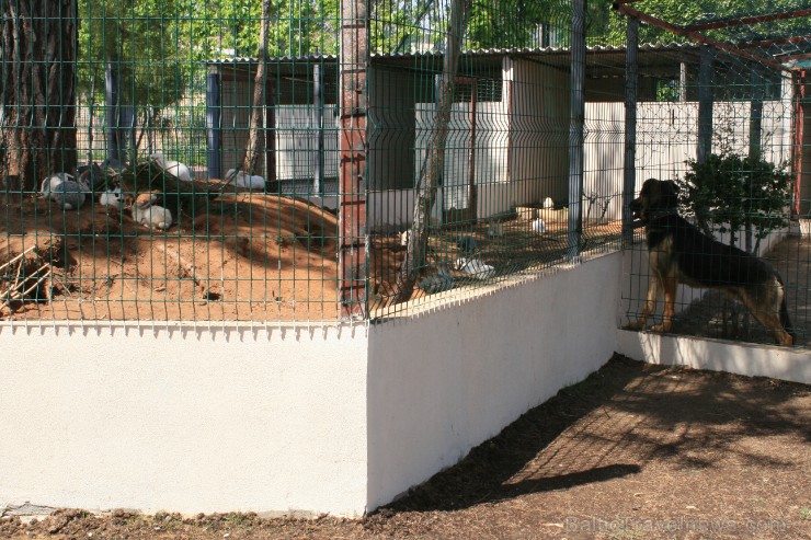 Gan lieliem, gan maziem patiks viesnīcas mini zoodārzs (vairāk www.novatours.lv) 122912