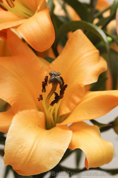 Latvijas Dabas muzejā no 17. līdz 20. jūlijam izstādē «Lilijas 2014» apmeklētājus priecēs biedrības «Lilium Balticum» selekcionāru un audzētāju izlolo Latvijas Dabas muzejā no 17. līdz 20. jūlijam izstādē «Lilijas 2014» apmeklētājus priecēs biedrības «Lilium Balticum» selekcionāru un audzētāju izlolo 128337
