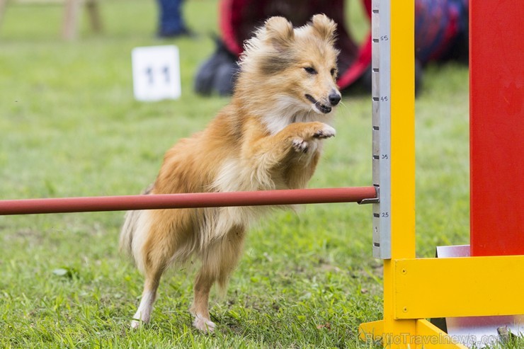 Adžilitī ir suņu sporta veids, kurā cilvēks vada suni pa noteiktu trasi. Trasē tiek izvietoti šķērsļi, kuri jāpārvar noteiktā secībā. Suņiem jāseko ti Adžilitī ir suņu sporta veids, kurā cilvēks vada suni pa noteiktu trasi. Trasē tiek izvietoti šķērsļi, kuri jāpārvar noteiktā secībā. Suņiem jāseko ti 131523