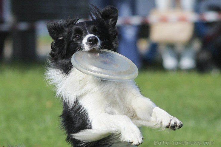 Suņu frisbija mini distancē sunim ir jānoķer šķīvītis maksimālā attālumā no saimnieka, neļaujot tam nokrist zemē Suņu frisbija mini distancē sunim ir jānoķer šķīvītis maksimālā attālumā no saimnieka, neļaujot tam nokrist zemē 134516
