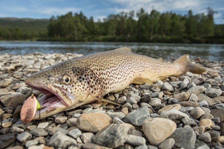 Zviedrijas ūdeņos ir fantastiskas iespējas makšķerēšanai uz forelēm, kā arī uz ziemeļiem daudzviet ir labas vietas līdaku, alatu un sīgu copei Zviedrijas ūdeņos ir fantastiskas iespējas makšķerēšanai uz forelēm, kā arī uz ziemeļiem daudzviet ir labas vietas līdaku, alatu un sīgu copei 136647