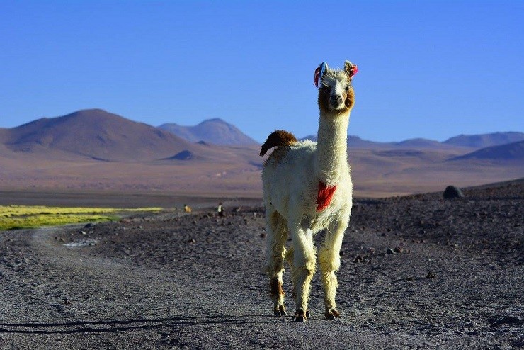 Lamas pie Laguna Colorada ezera 140749