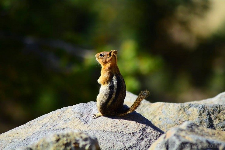 Burundukveidīgās vāveres Golden-manted squirell 142925