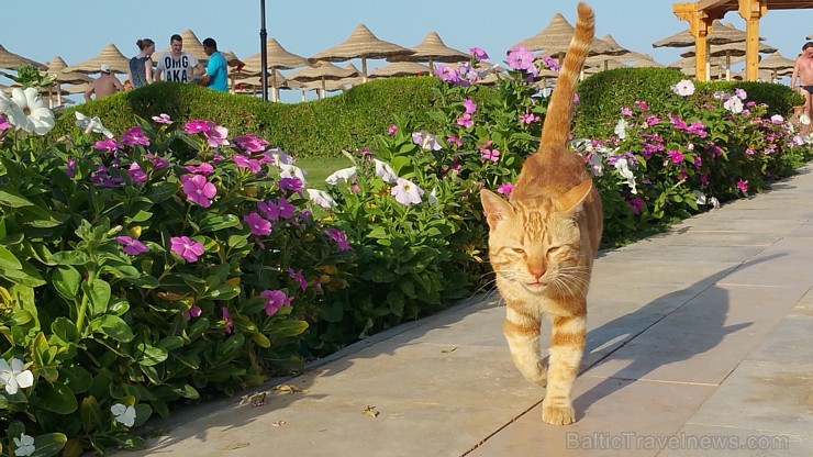 Travelnews.lv redakcija sadarbībā ar tūroperatoru GoAdventure iepazīst Hurgadas viesnīcas «Sentido Mamlouk Palace» un «Sunrise Select Garden Beach Res 144935