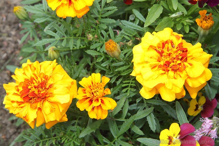 Travelnews.lv redakcija iepzīst Jūrmalas jauno viesnīcu «Kurshi Hotel & Spa» 157295