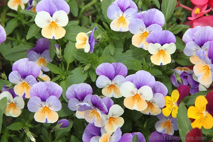 Travelnews.lv redakcija iepzīst Jūrmalas jauno viesnīcu «Kurshi Hotel & Spa» 157296