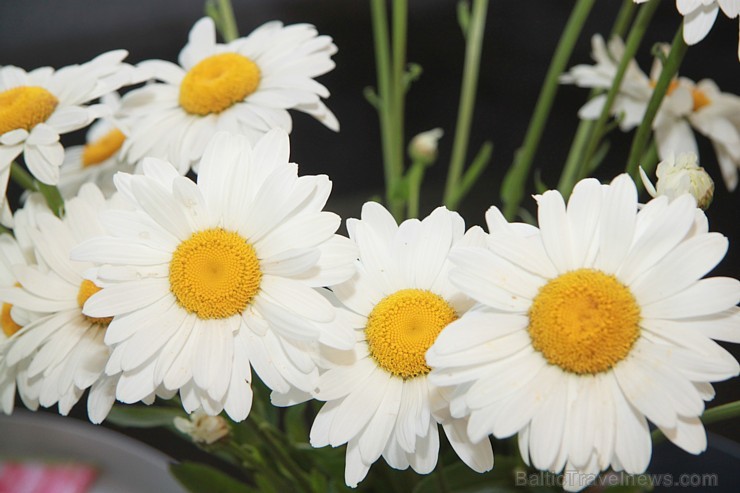 Travelnews.lv redakcija iepzīst Jūrmalas jauno viesnīcu «Kurshi Hotel & Spa» 157311