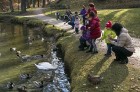 Cēsis ir brīnišķīga pilsēta zelta rudens baudīšanai 35