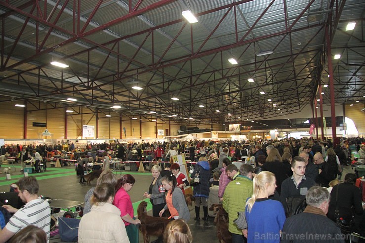 Ķīpsalā kupls apmeklētāju skaits divas dienas pulcējas lielākā mājdzīvnieku izstādē Baltijā «PetExpo 2016» Ķīpsalā kupls apmeklētāju skaits divas dienas pulcējas lielākā mājdzīvnieku izstādē Baltijā «PetExpo 2016» 170814