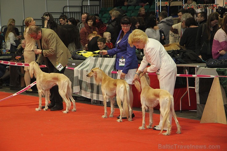 Ķīpsalā kupls apmeklētāju skaits divas dienas pulcējas lielākā mājdzīvnieku izstādē Baltijā «PetExpo 2016» Ķīpsalā kupls apmeklētāju skaits divas dienas pulcējas lielākā mājdzīvnieku izstādē Baltijā «PetExpo 2016» 170817