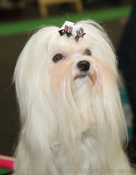 Ķīpsalā kupls apmeklētāju skaits divas dienas pulcējas lielākā mājdzīvnieku izstādē Baltijā «PetExpo 2016» Ķīpsalā kupls apmeklētāju skaits divas dienas pulcējas lielākā mājdzīvnieku izstādē Baltijā «PetExpo 2016» 170820